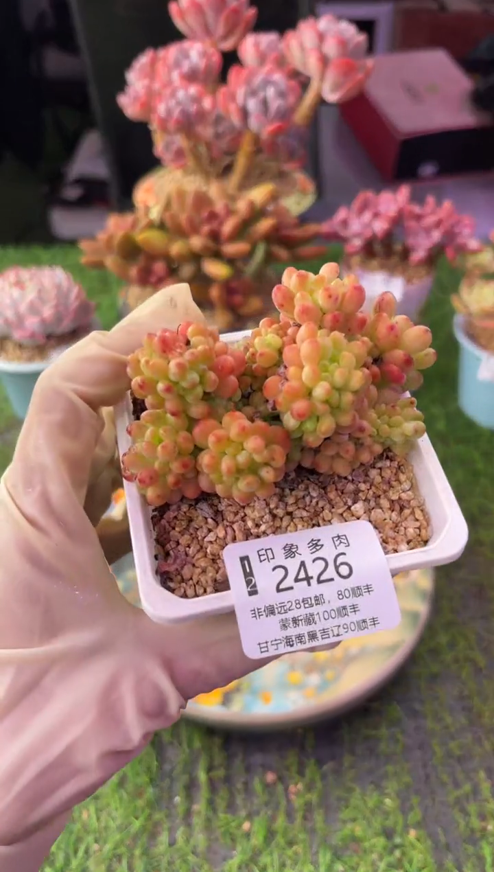 昆明印象多肉2426