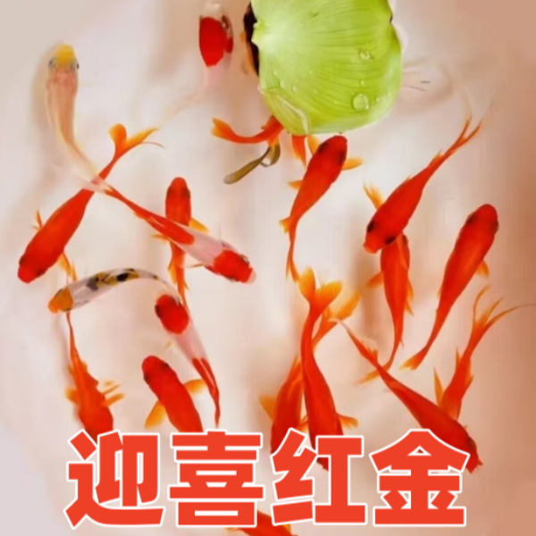 【到手25条】5-7cm 红草金 观赏鱼冷水鱼耐活好养小金鱼宠物鱼苗