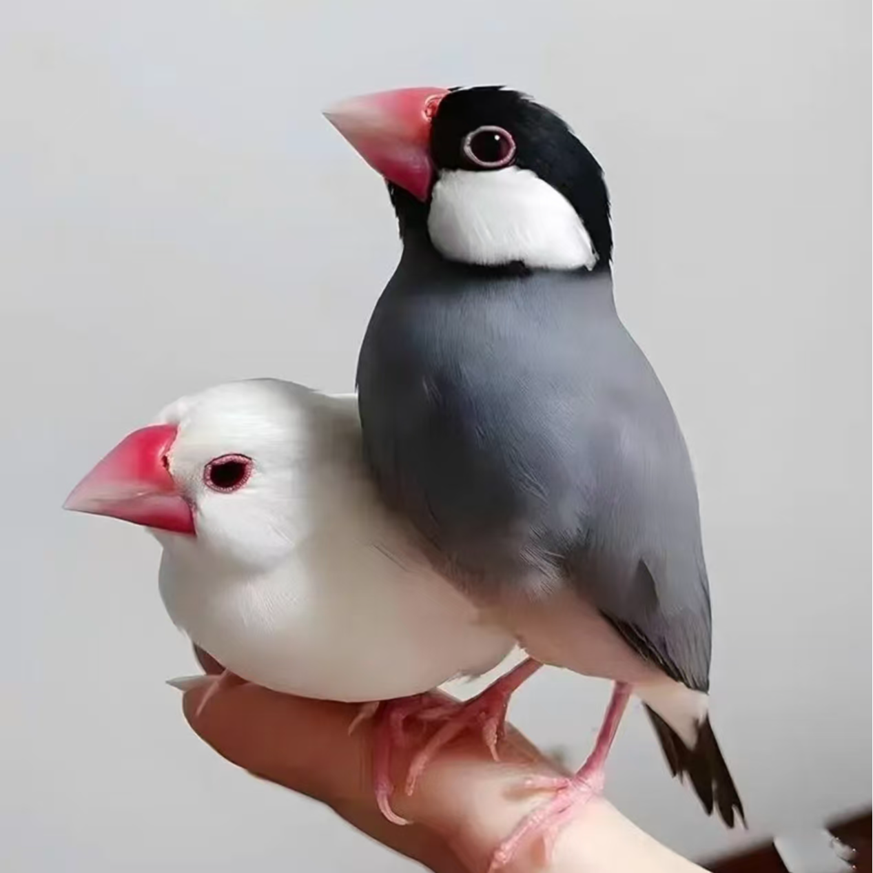 活泼文鸟宠物鸟手养鸟