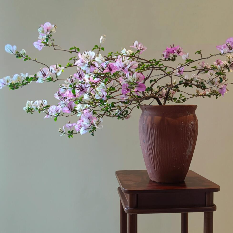 【绿叶雪紫】紫白相间带陶瓷开花植物三角梅盆一物一拍开花三角梅