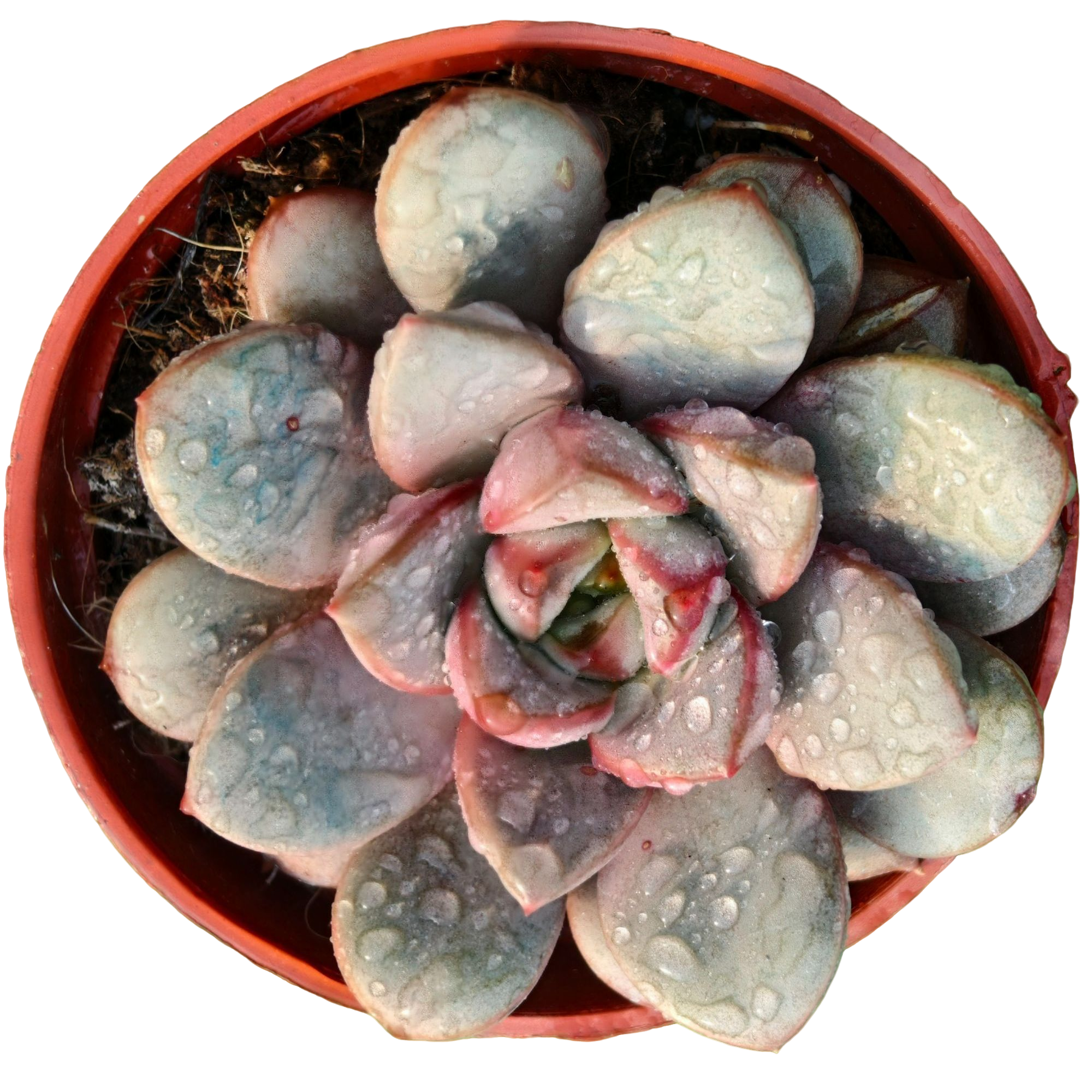 葡萄精品多肉裸根上盆