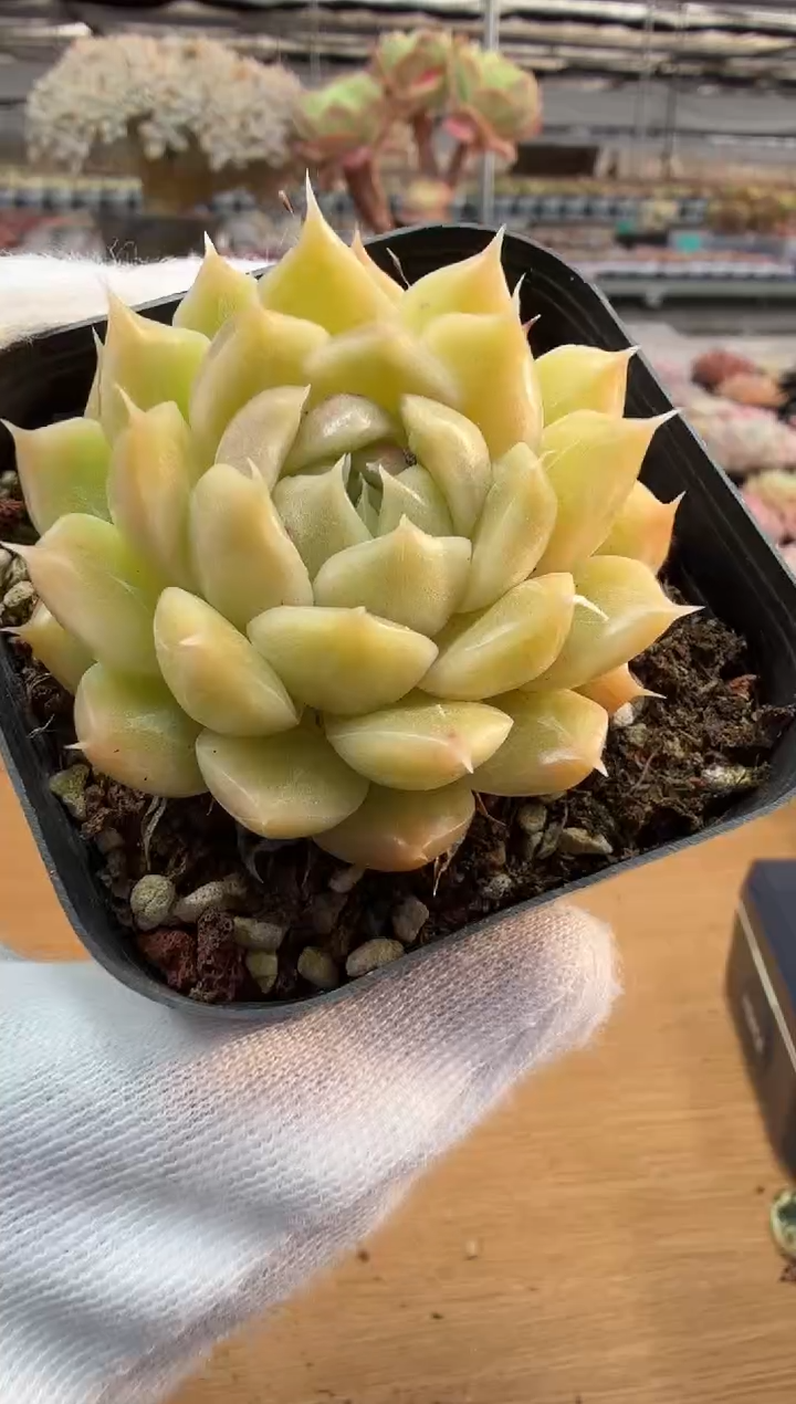 东云多肉园二店-311