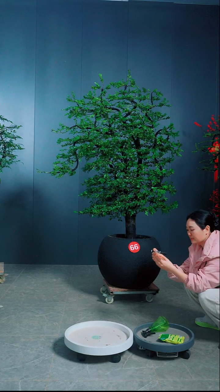 无花朵诚***下广东小叶紫檀.66号