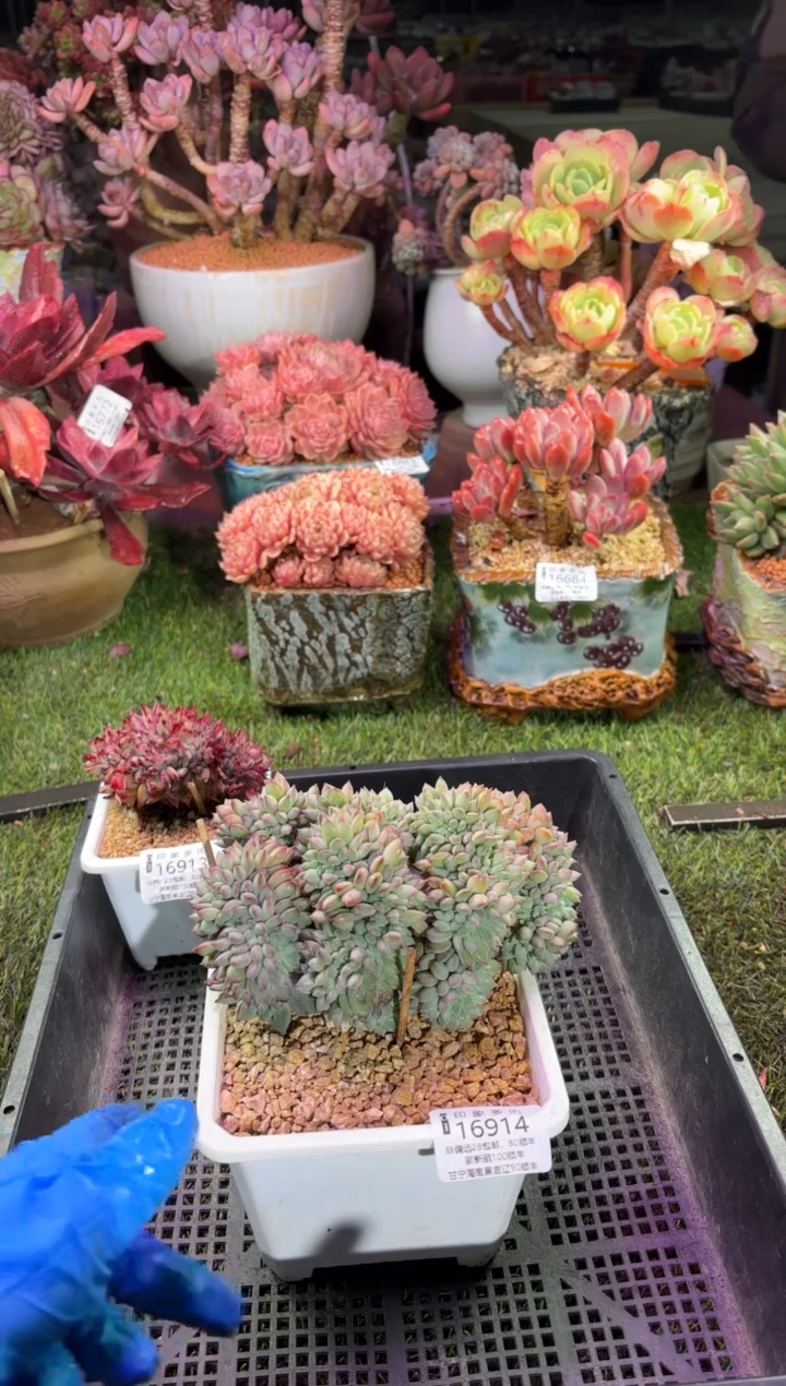 【闪购商品】16914