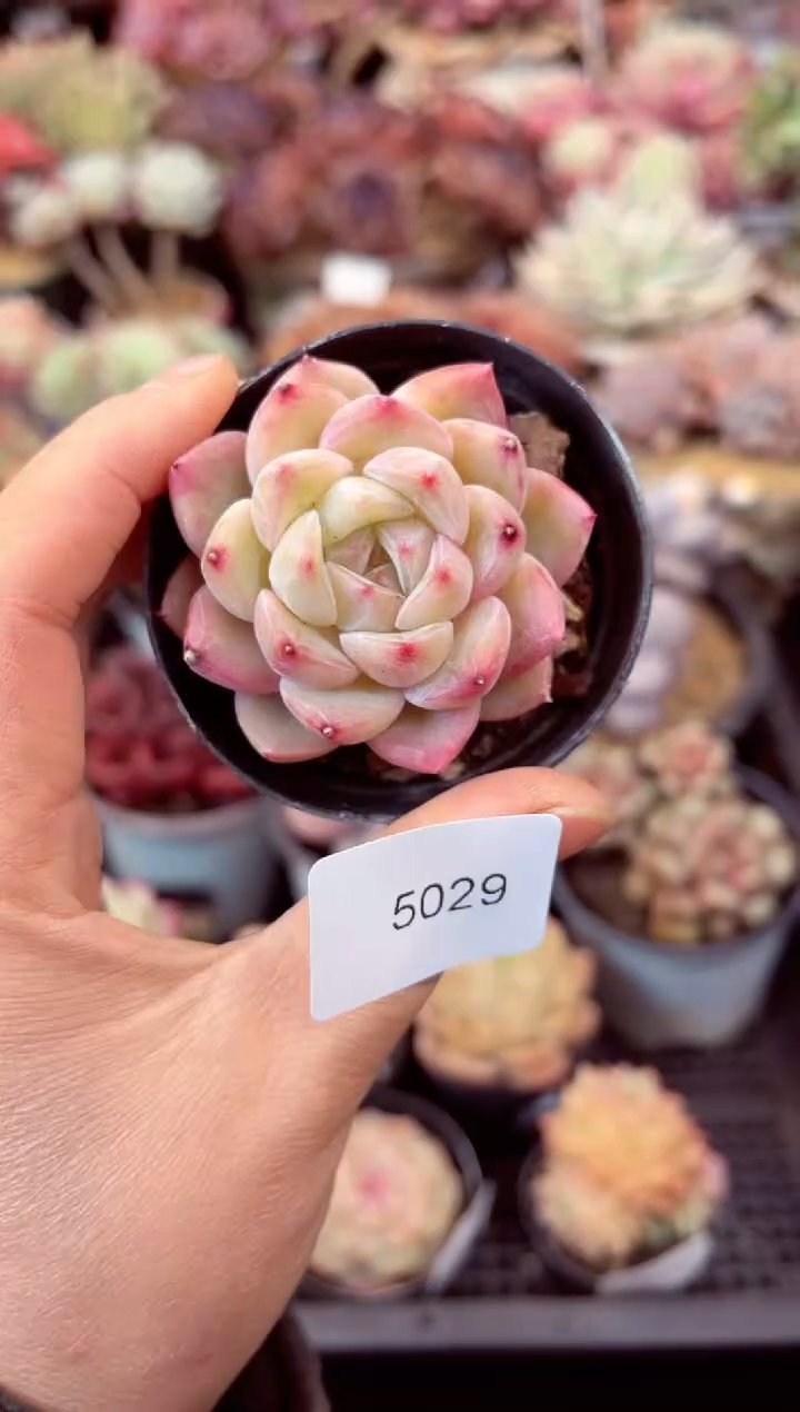 【闪购商品】5029单头多肉