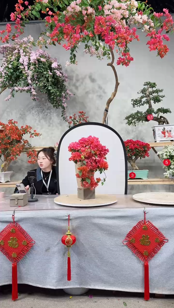 【闪购商品】盆景波伊斯玫瑰