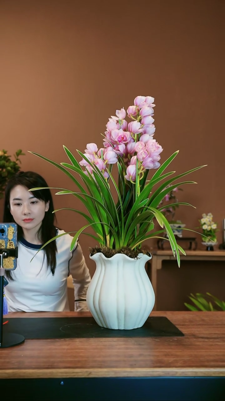 【闪购商品】盆景金边粉珞 白