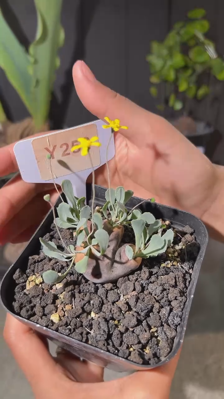 【闪购商品】格加厚敦菊Y252