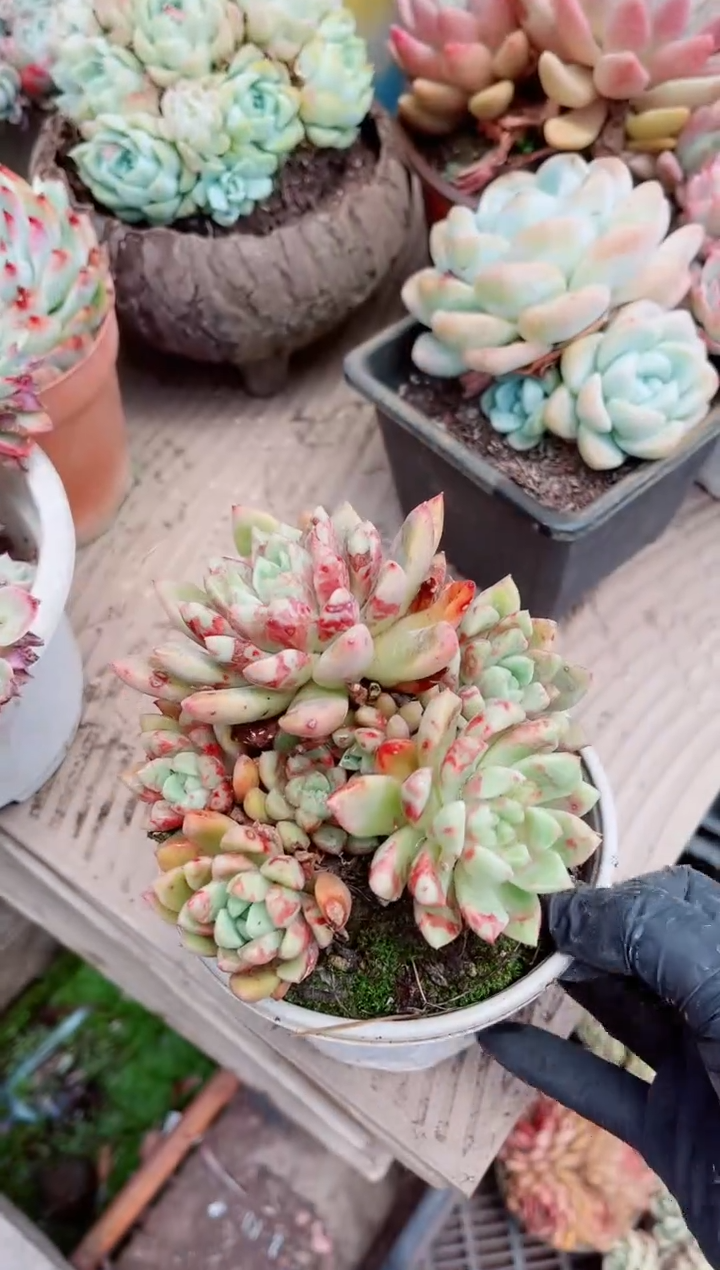16202多肉植物一物一拍