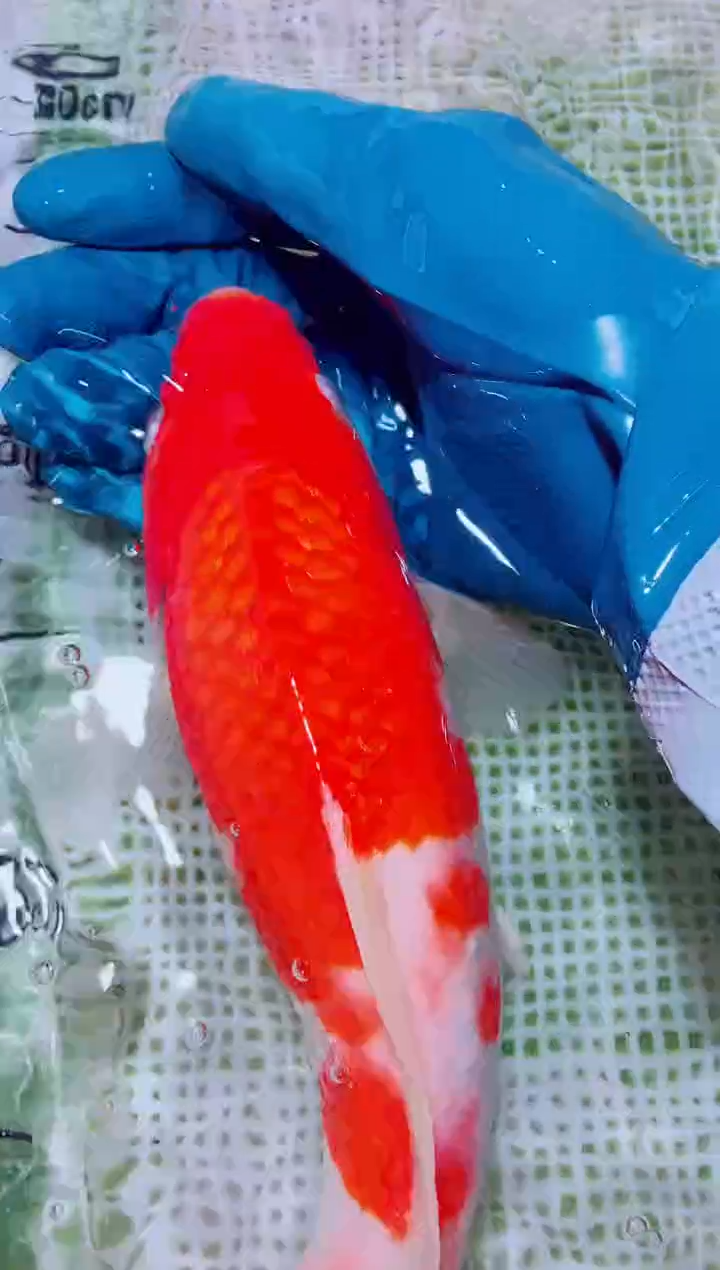 锦鲤血统锦鲤全场包邮50