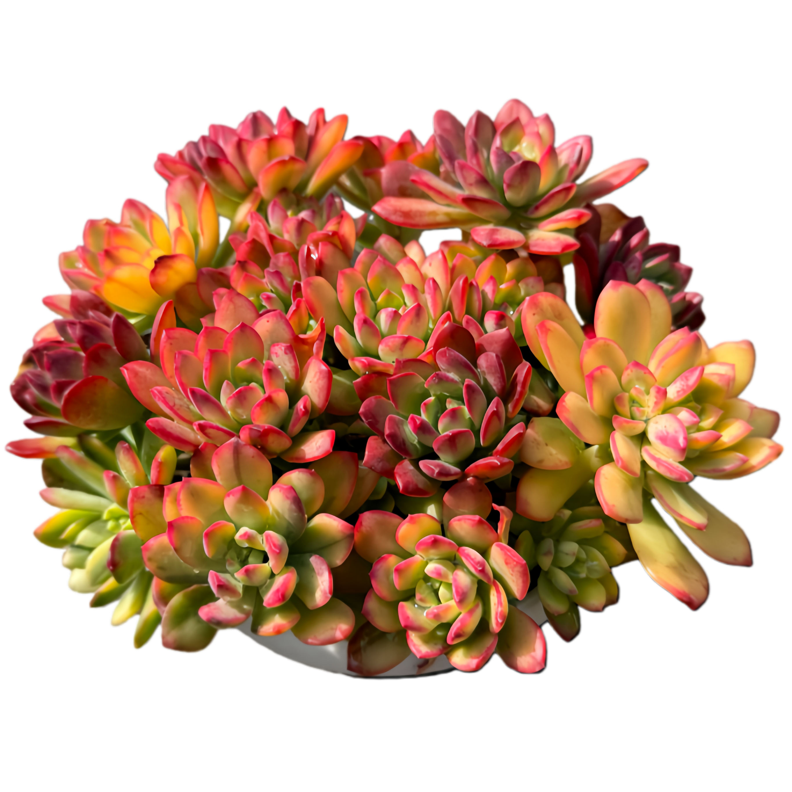 七彩云南叮当锦 带盆土发 喜阳耐旱好养活多肉盆栽 多肉3单包邮