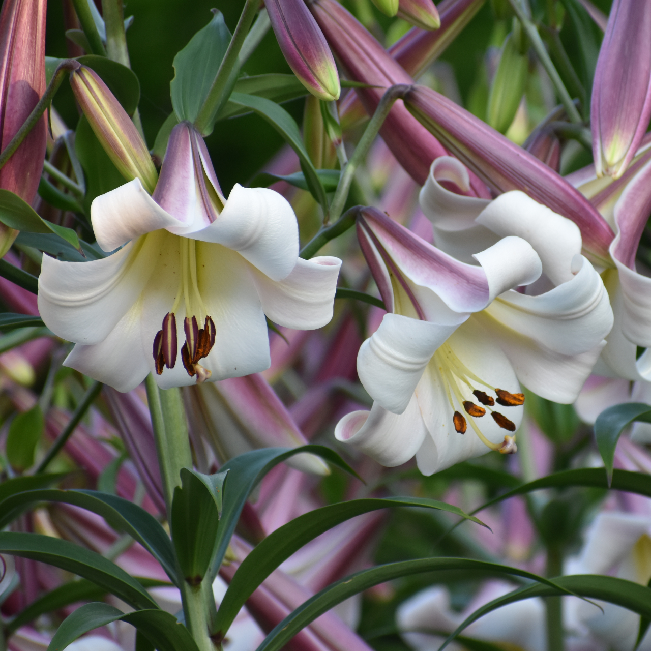 「百合-东方月亮」 自然球 七里花乡 OT庭院阳台大花香水百合种球