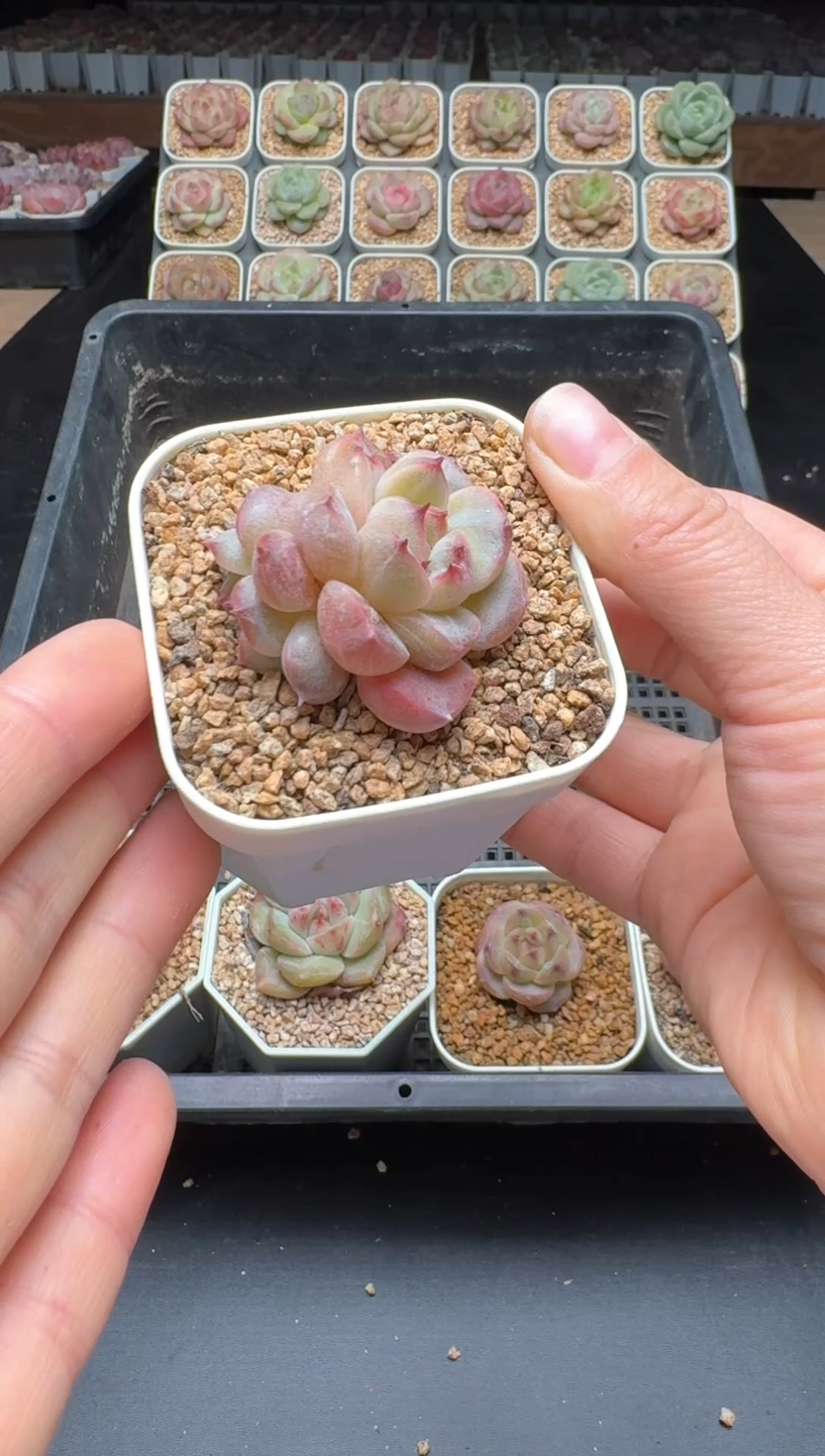 【闪购商品】624号 珍妮杂交多肉 花卉植物