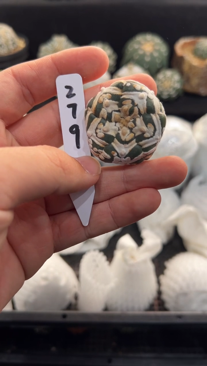 从****x实生根星兜无盆土编码279