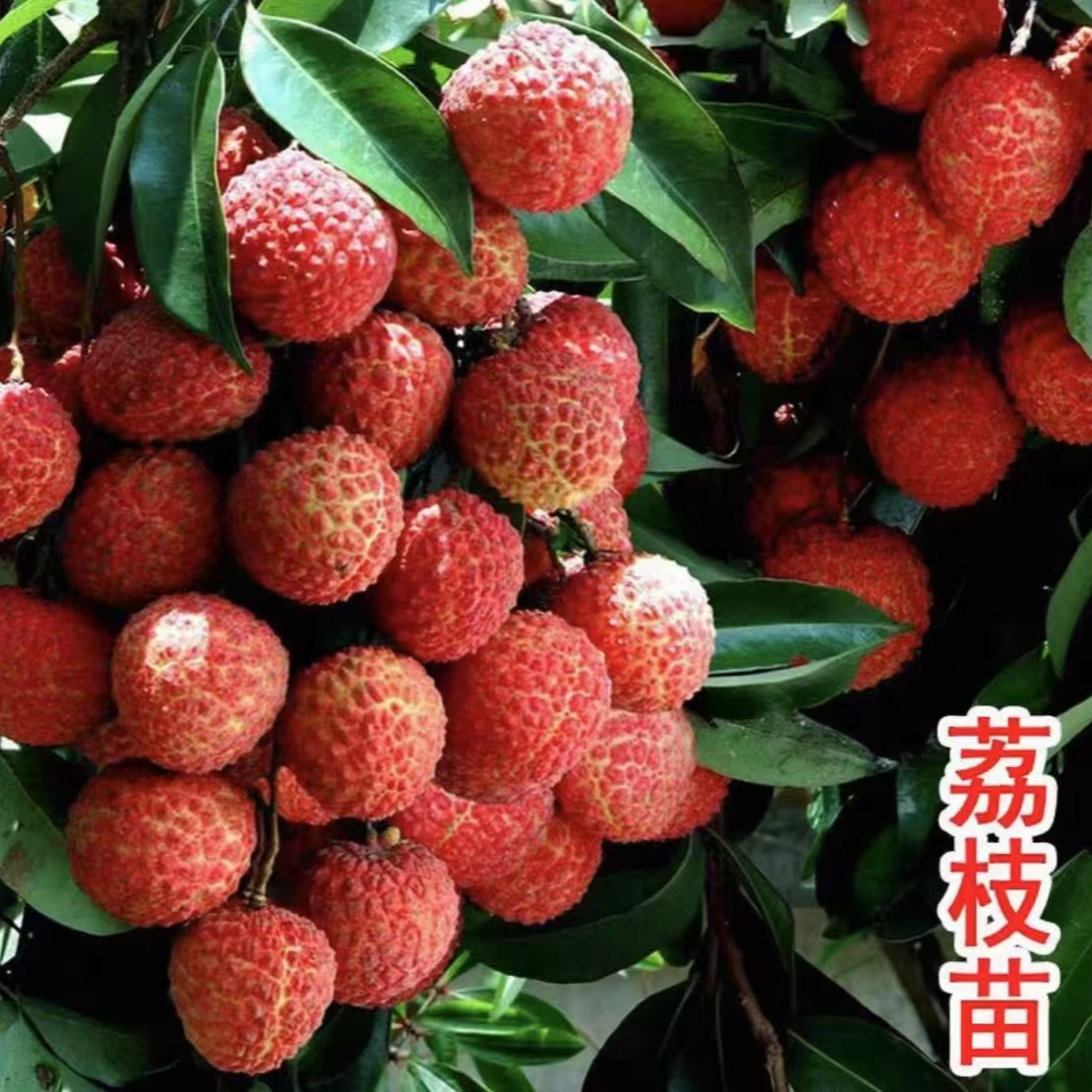 【正宗荔枝树苗】盆栽地栽阳台庭院种植无核 荔枝苗果树苗