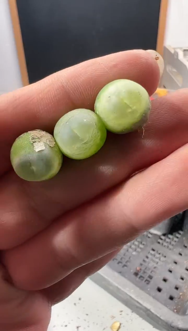 一物一拍         699