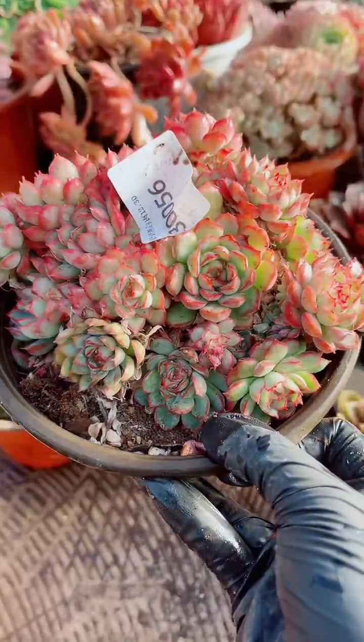 阿*跃跃精品多肉30056