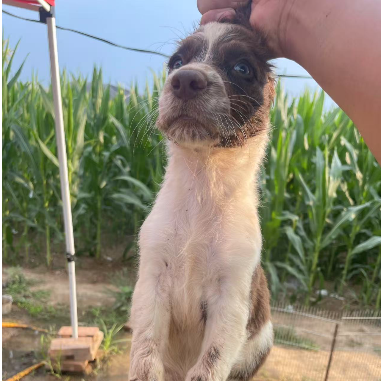 A9小体史宾格猎系待售