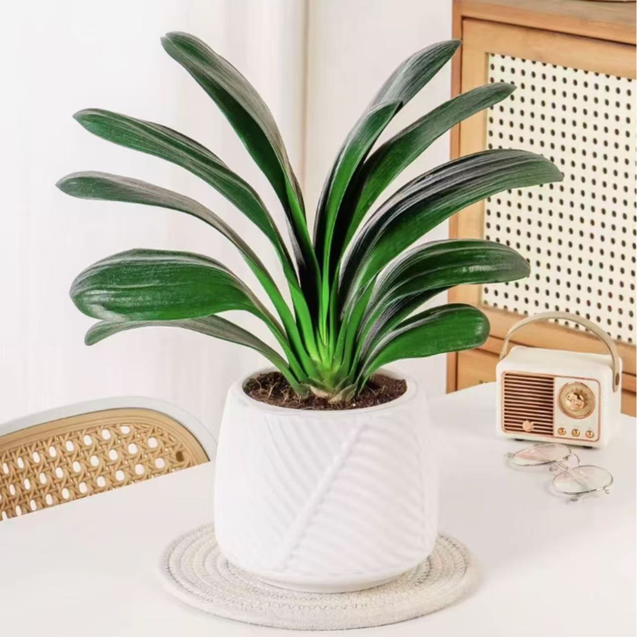 8 - 12片叶君子兰绿植盆栽室内花卉四季常青可放客厅阳台