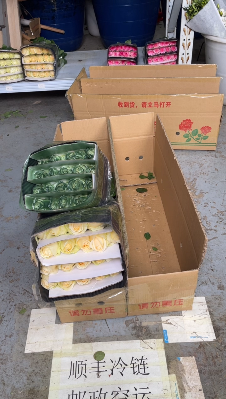 苏格兰绿20枝+香槟20枝