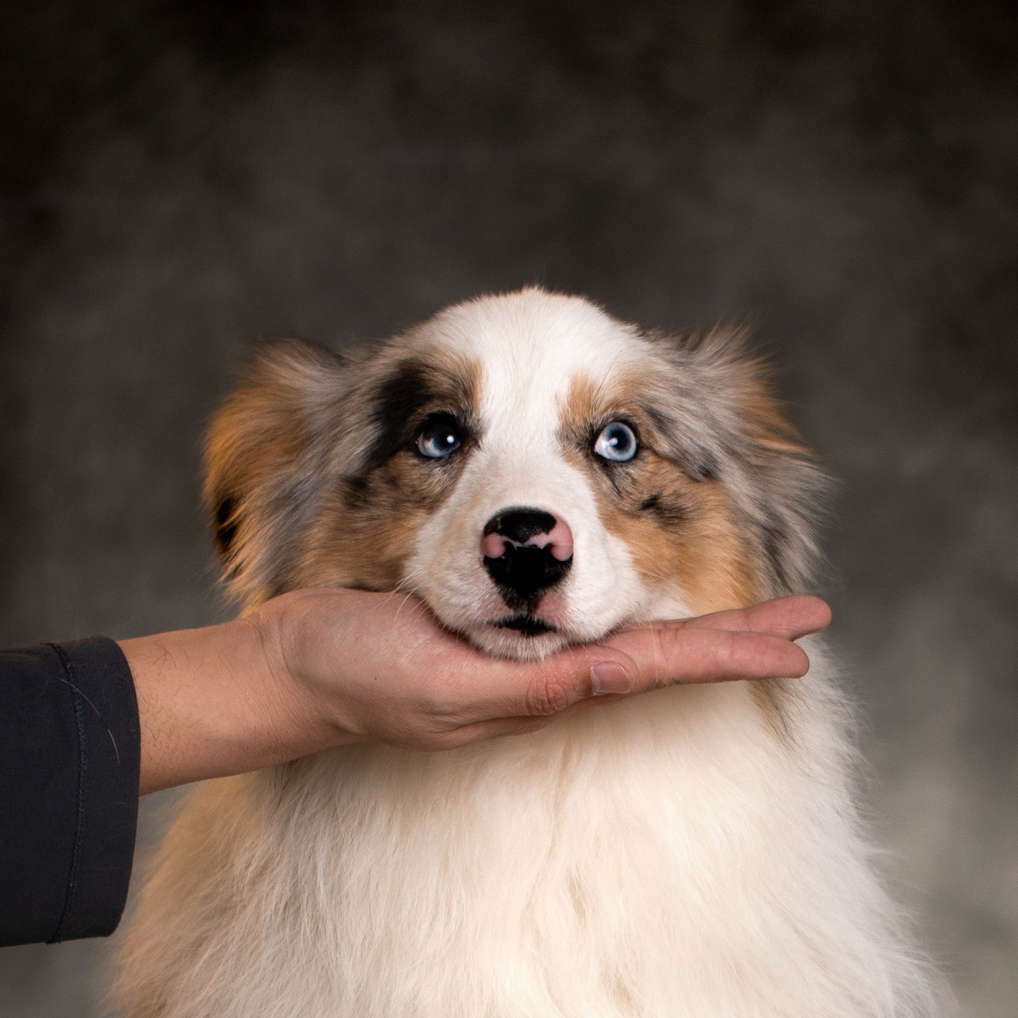 （葫芦岛边牧犬舍）T狗狗活体