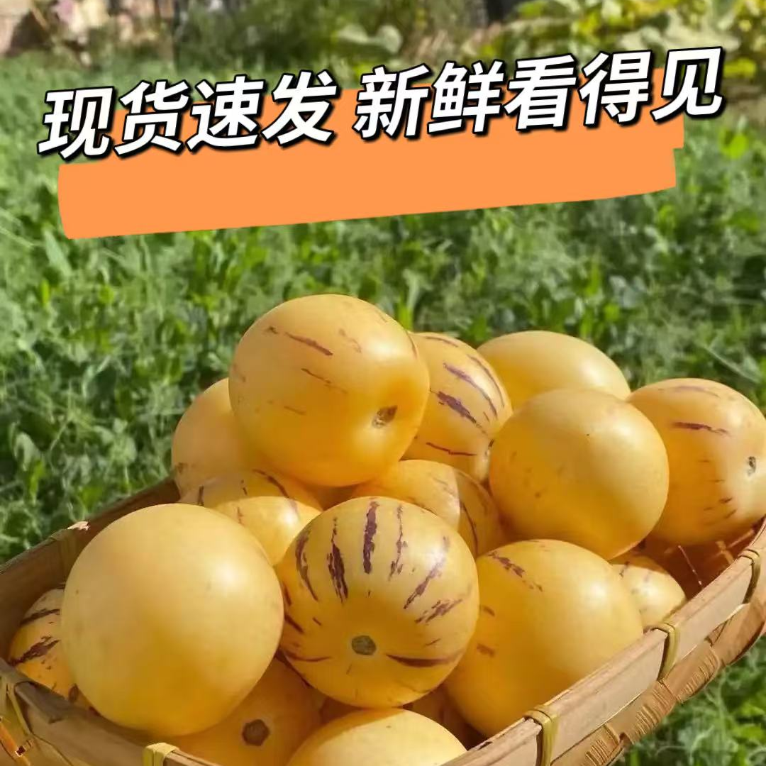 【滇野时光】云南新鲜采摘人参果