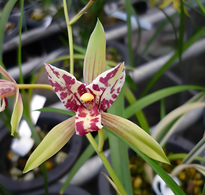 建兰【四季花蝴蝶】浓香型三星蝶 花期6-11月份桌面盆栽好养易活