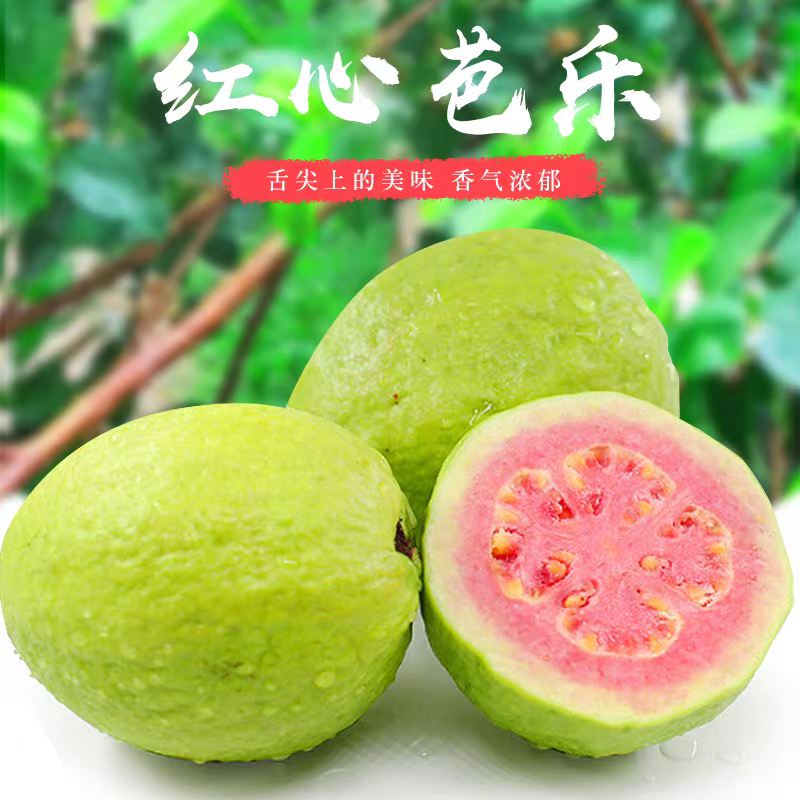 新鲜红心芭乐胭脂红番石榴3个水果软糯香甜低糖高VC