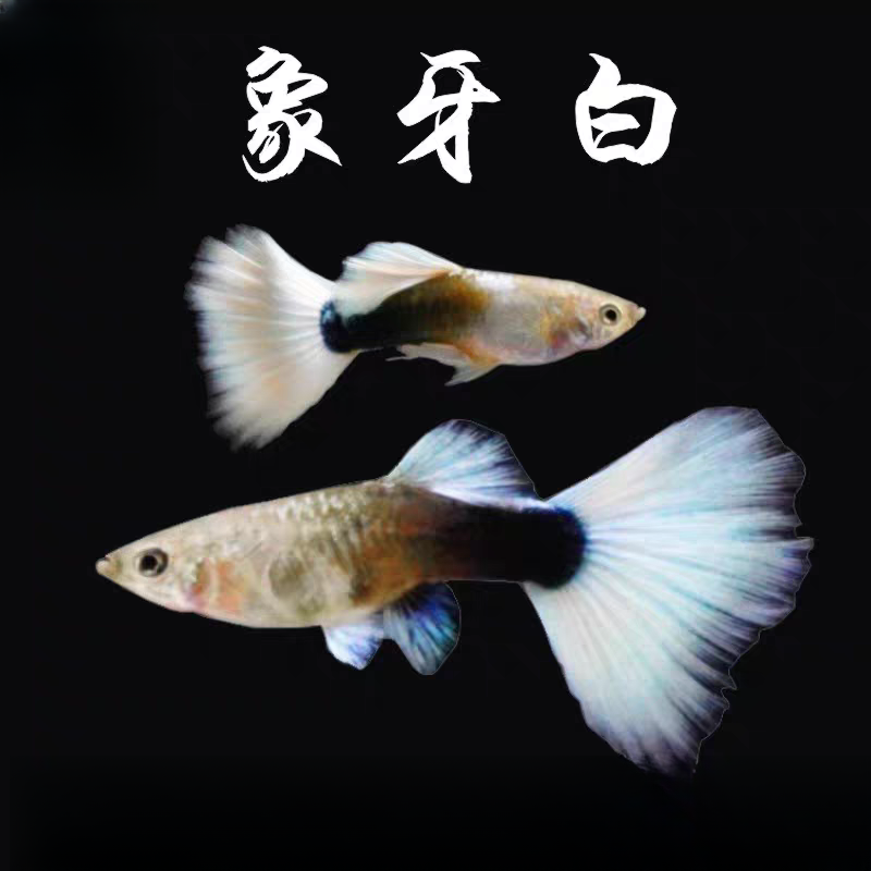 【象牙白】2.5-3cm精挑细选公鱼发色母鱼带肚易繁殖小型淡水观赏