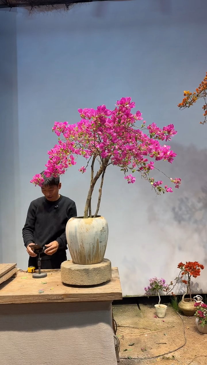 以实际为准三角梅67