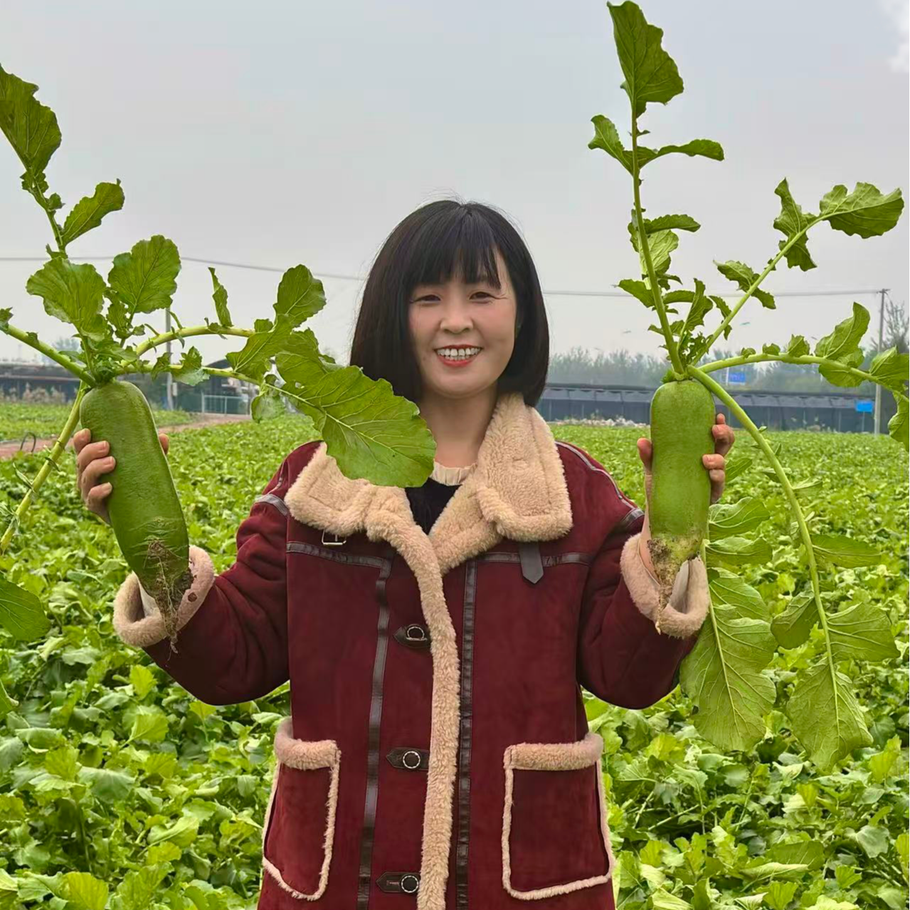 【顺丰包邮】天津正宗沙窝萝卜，小沙窝村核心产区，产地直达