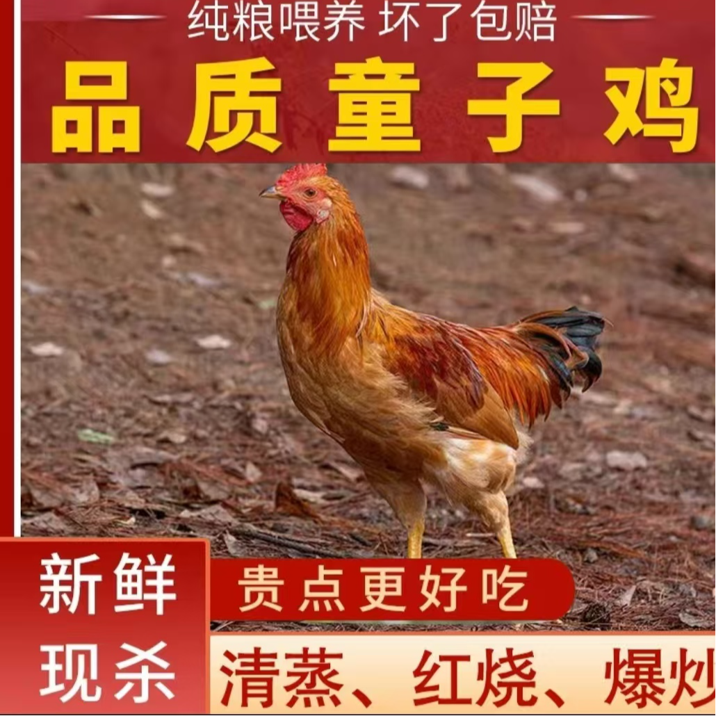 【欢欢家】林间放养黄脚童子鸡 5只净重10-11斤 肉质鲜嫩 净膛发货