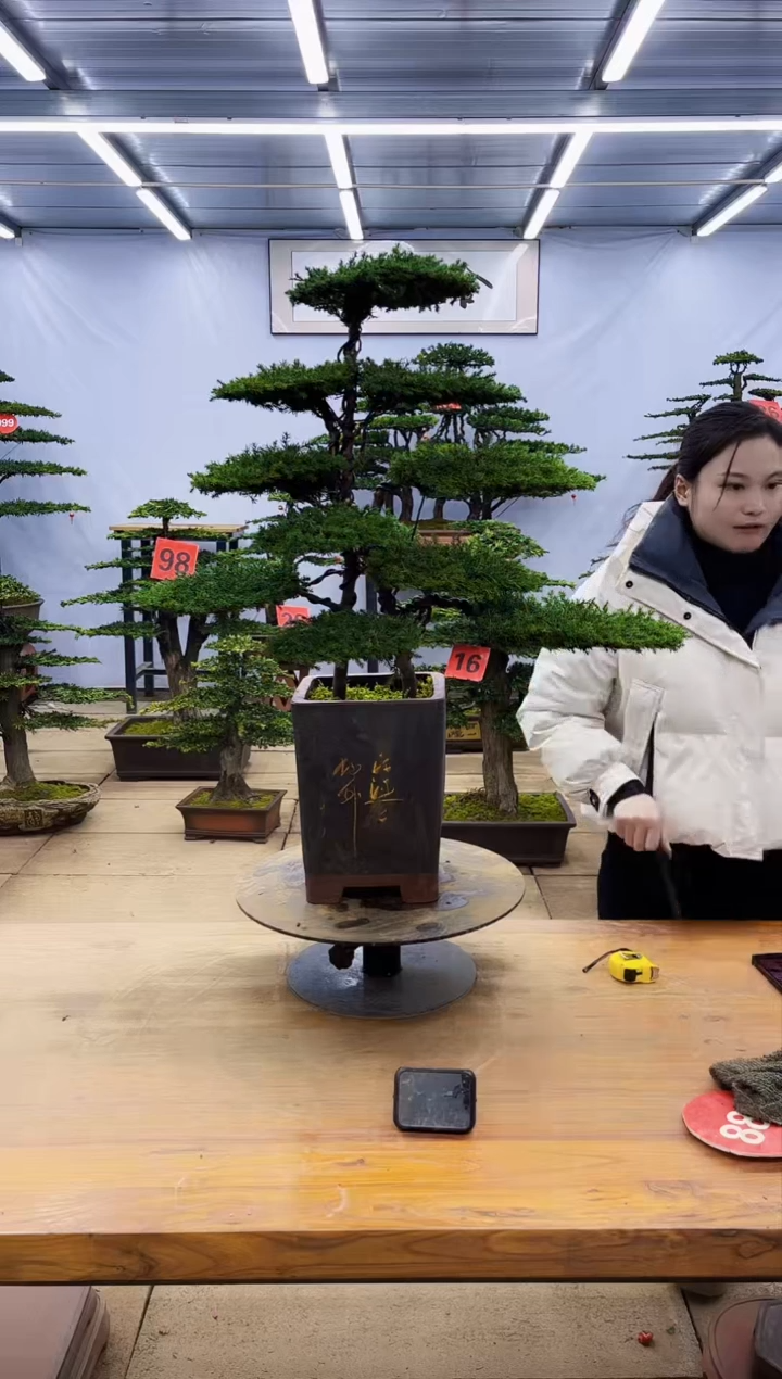 【闪购商品】高端盆景一物一拍，所见即所得