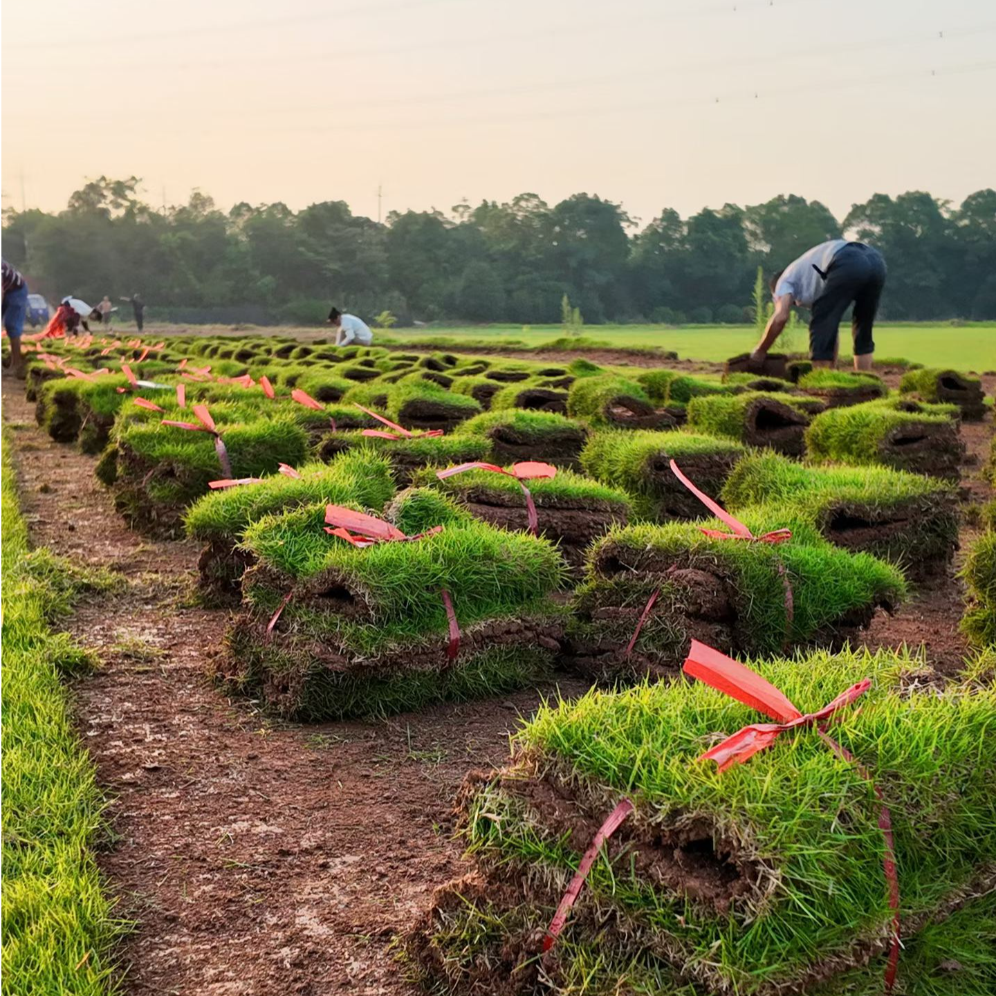 马尼拉草皮，十成满，无杂草，成坪快、根系发达，致密耐踏 ，抗逆性强。