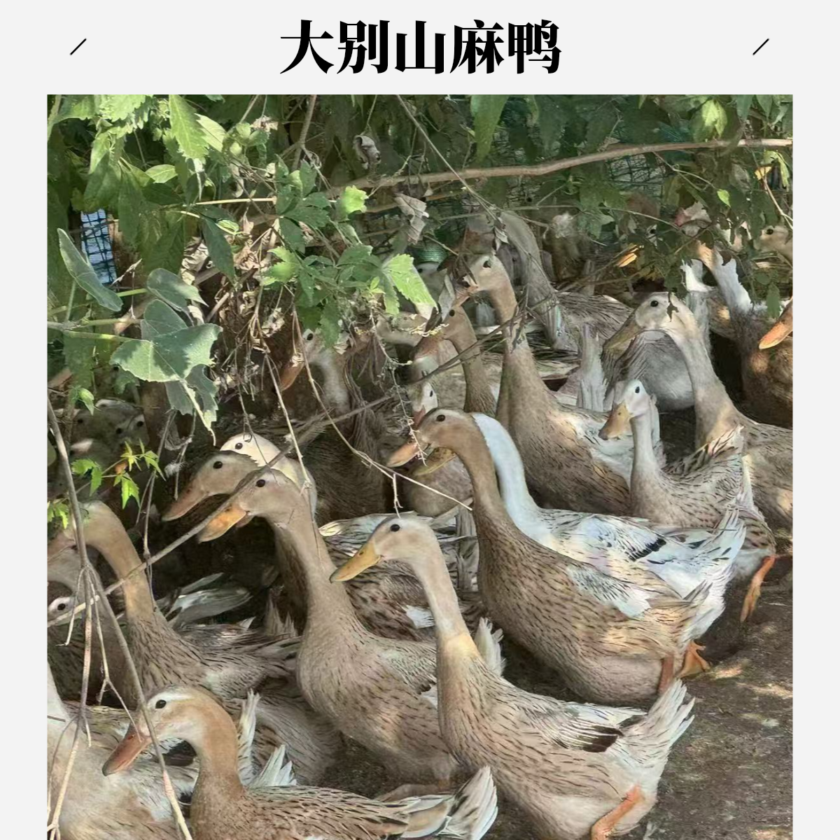 【端午节福利】大别山散养两年老麻鸭(母鸭）