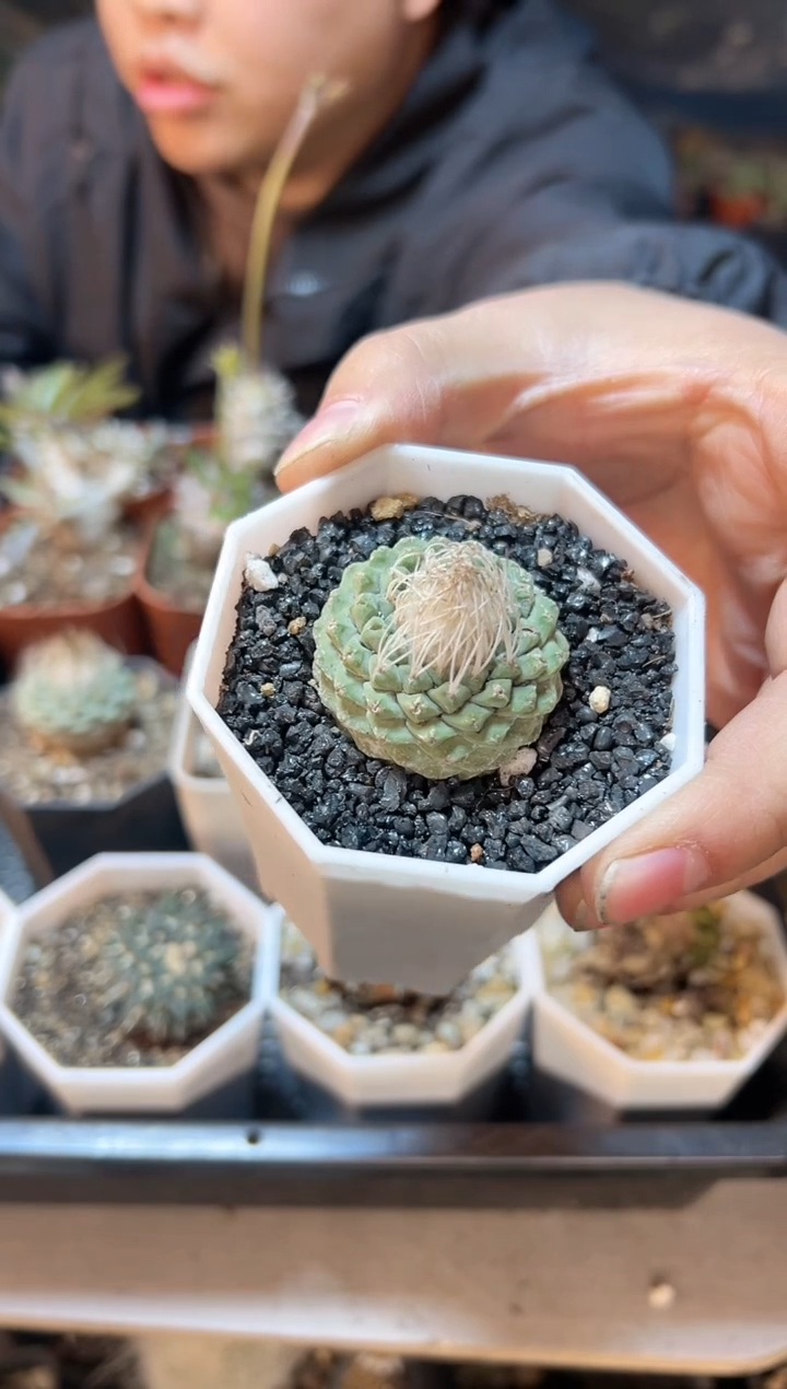 【闪购商品】实生菊水3.5公分带盆