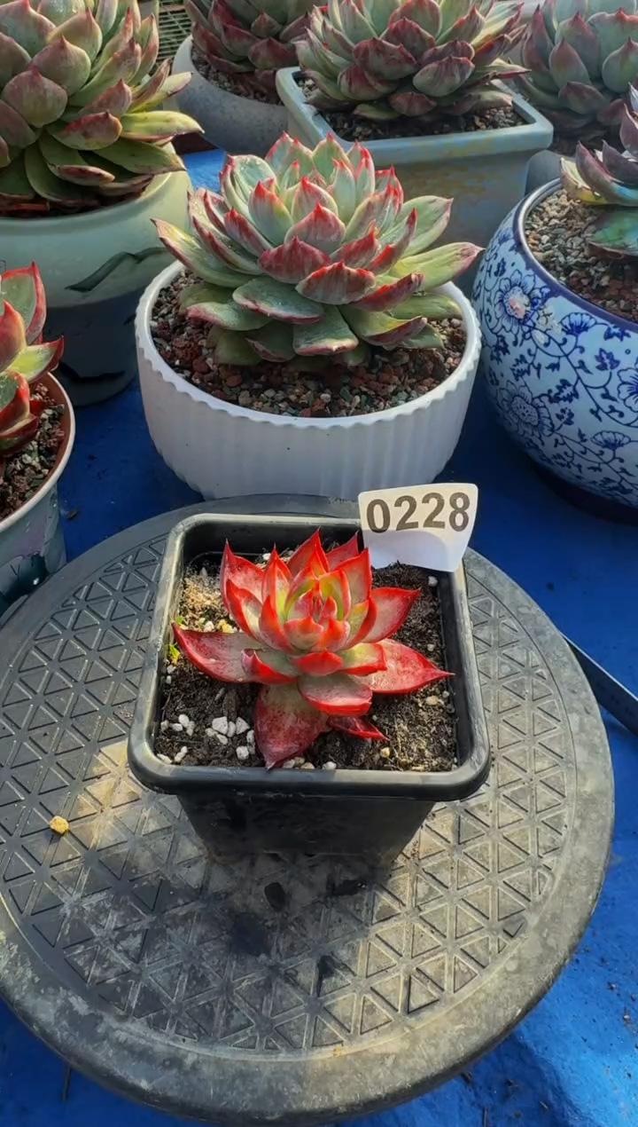 【闪购商品】0228惊鸿仙子（裸根发货）