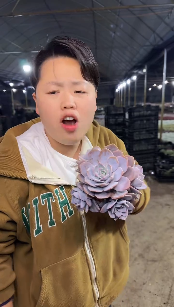 单头爆4崽起红茶19.99