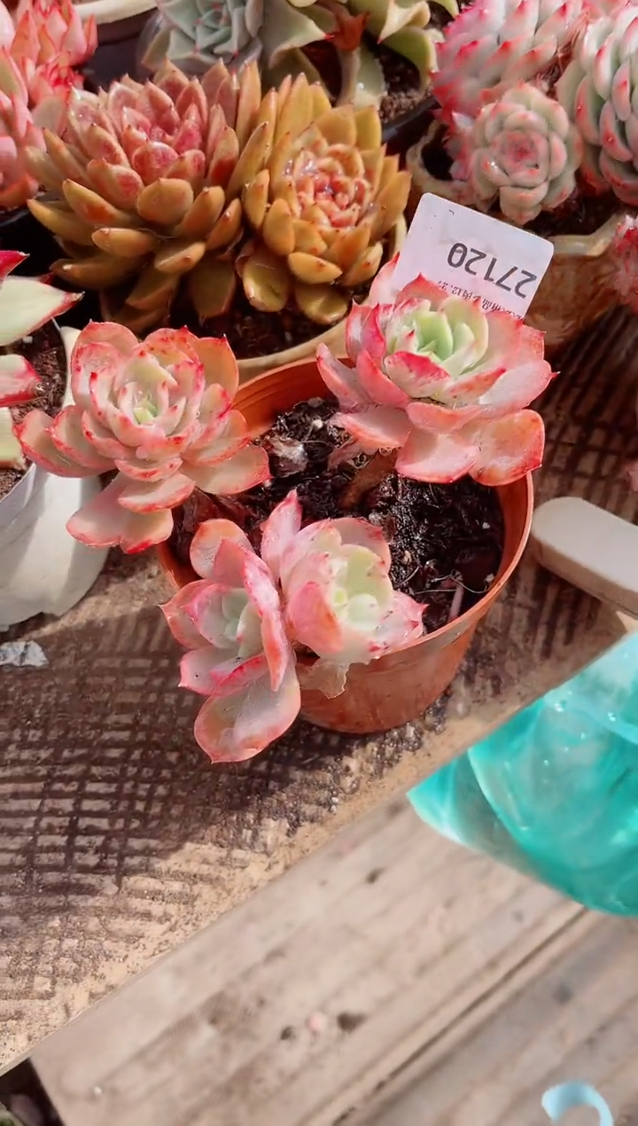 腼***.跃跃精品多肉27120