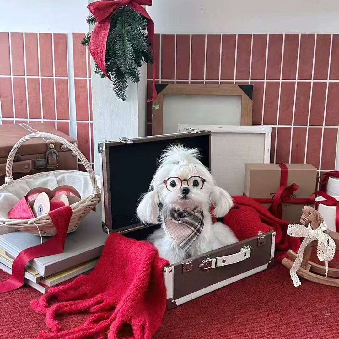 <ENHOPET·马尔济斯>T狗狗活体