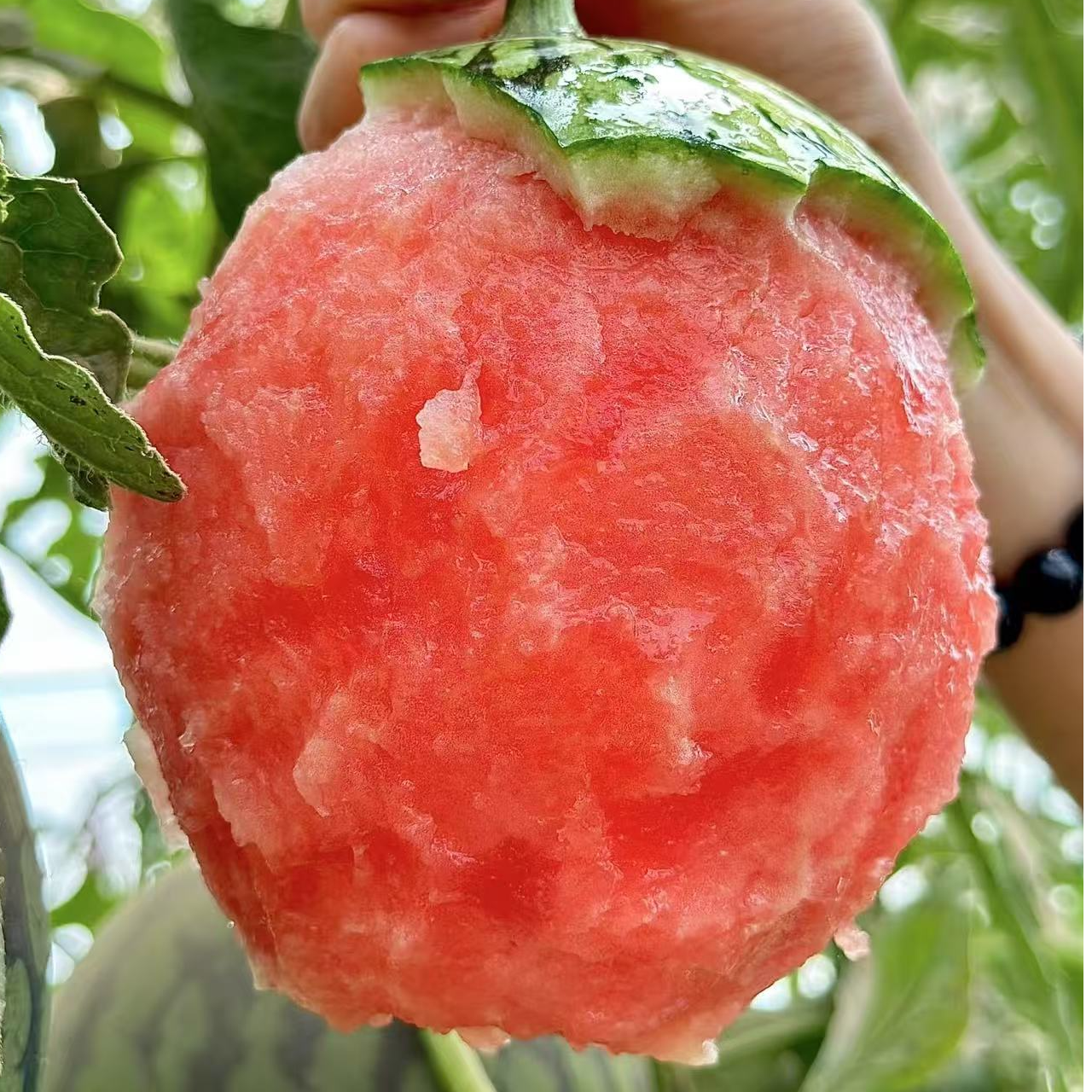 北京大兴庞各庄L600西瓜2斤-24斤顺丰快递现摘现发新鲜北京市