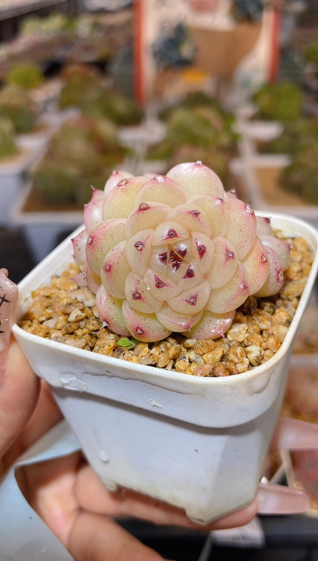 【闪购商品】107昨日蔷薇