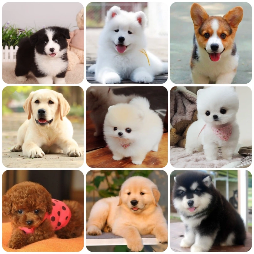 广州犬舍犬泰迪西高地金毛边牧柯基黄白色俊介博美小型犬品质齐全