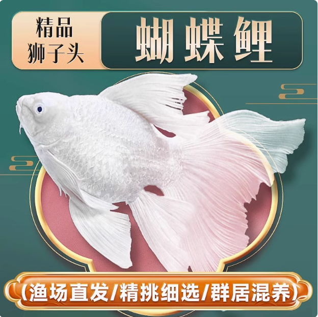 精品蝴蝶鲤台系 短身 球体 观赏鱼 需要球体订单需备注