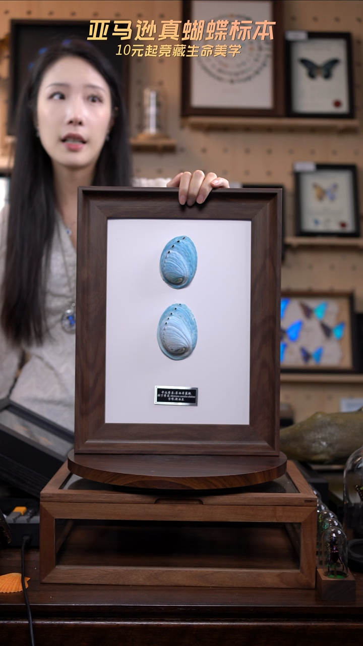 墨西哥蓝鲍标本摆件g179