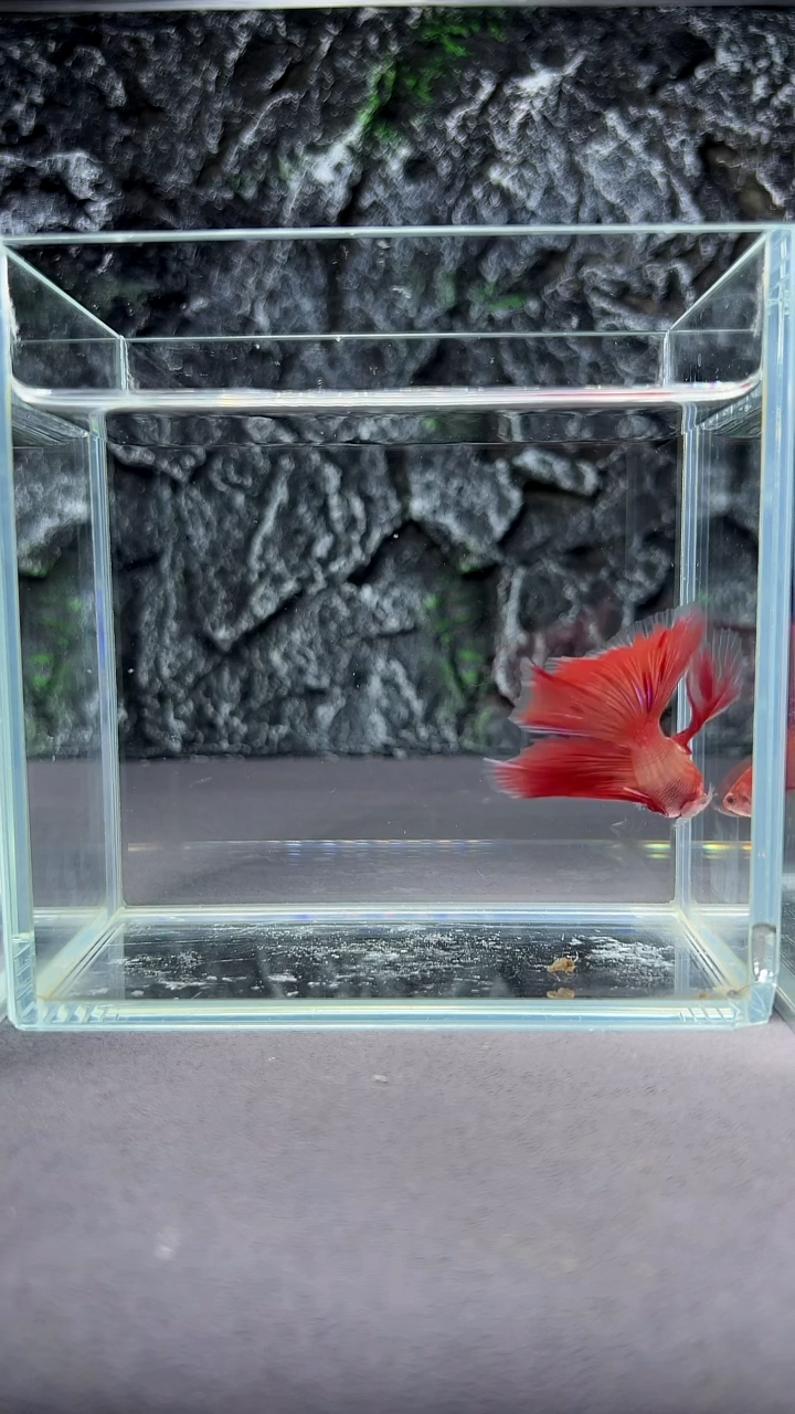 斗鱼竞拍链接A025