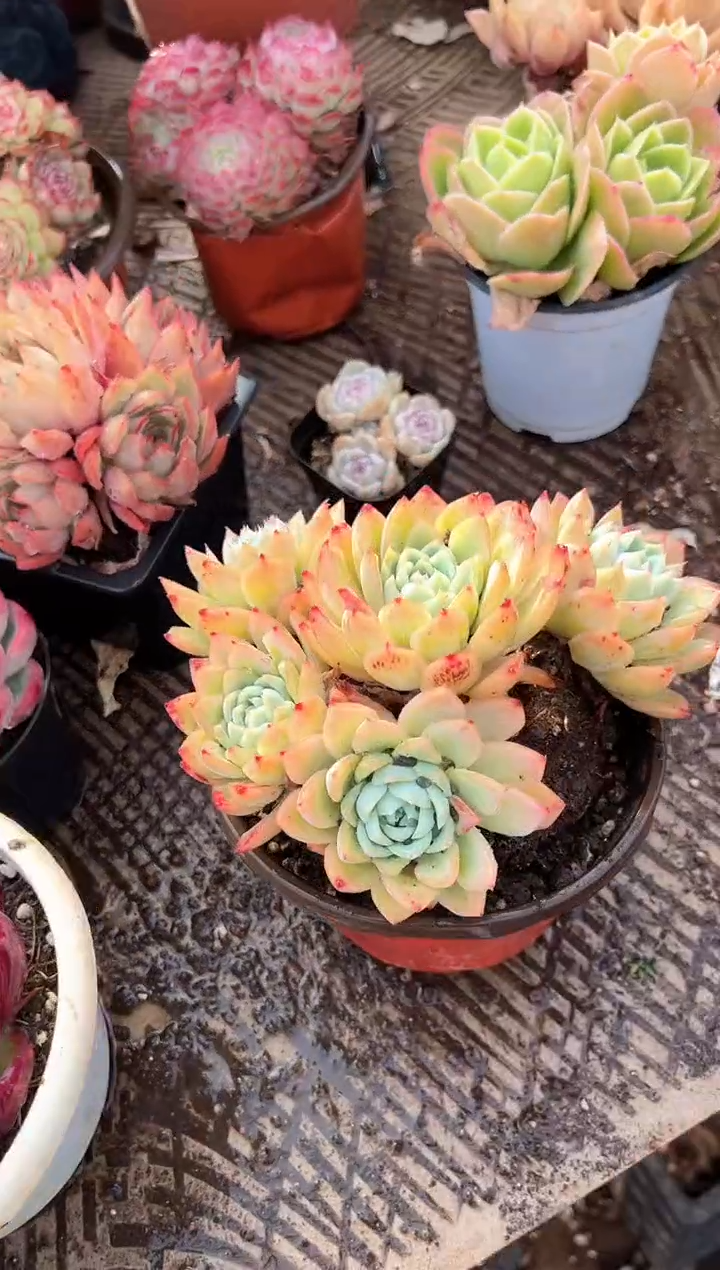 ❄**球多肉植物一物一拍31385