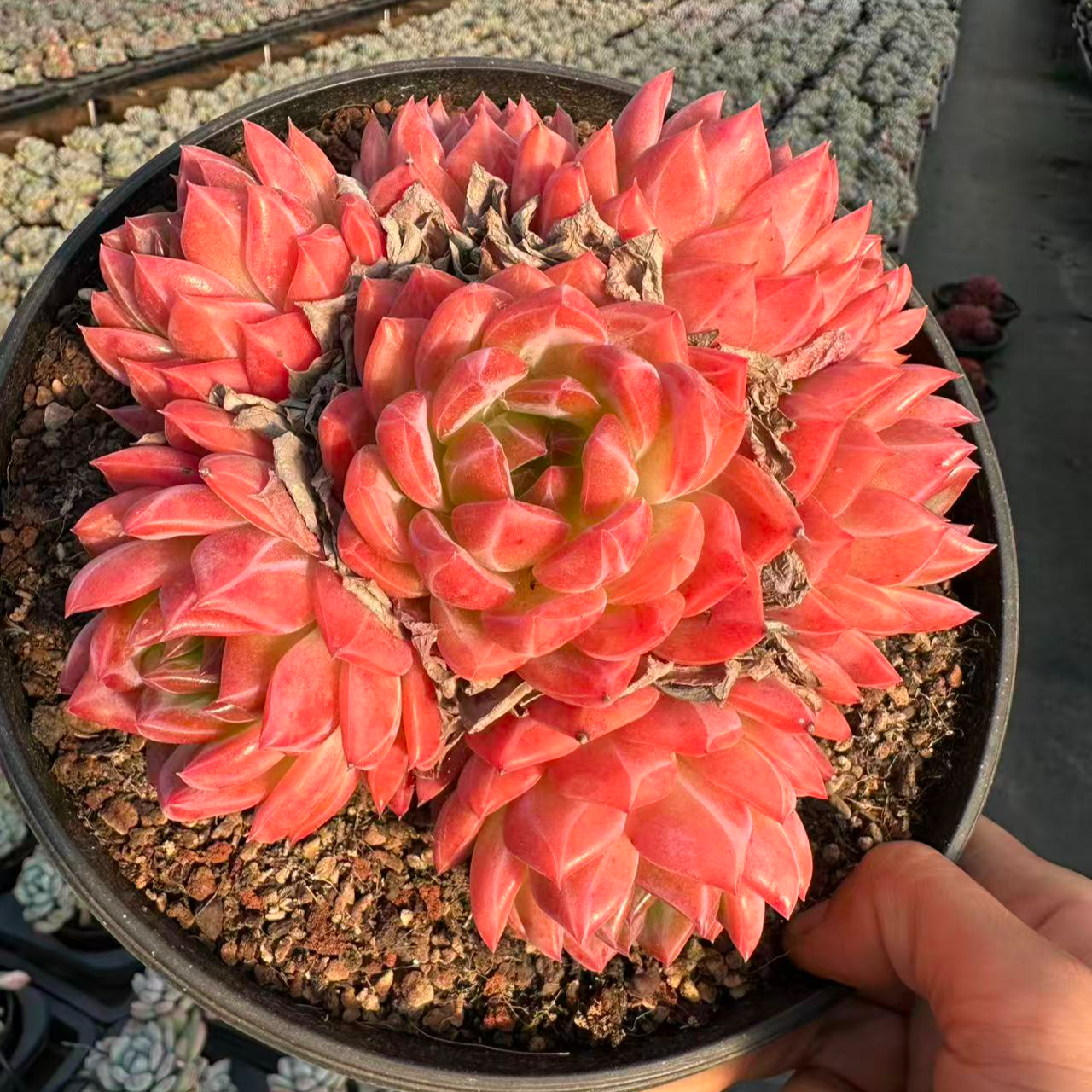 18#红鸾中秋宠粉版多肉植物 前男友精品多肉 