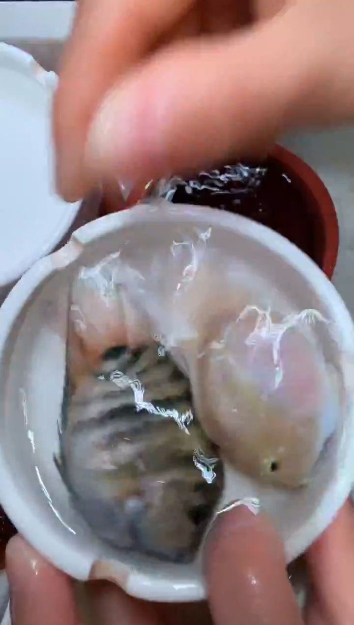 鹦鹉鱼宝蓝公胭脂粉母