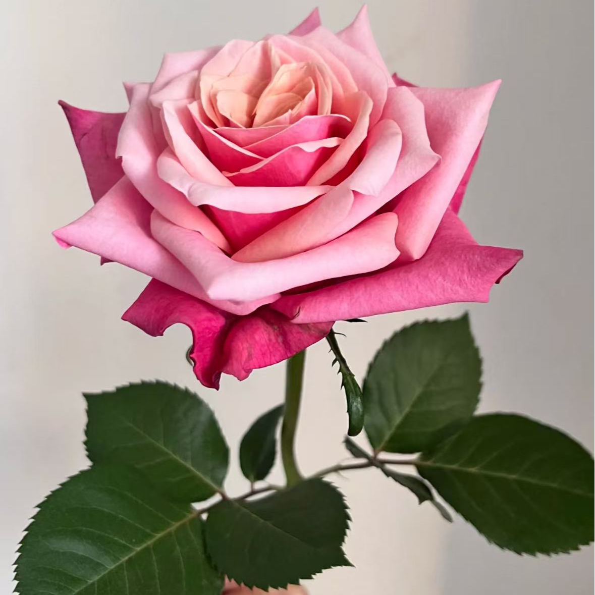 【闺蜜】月季玫瑰花盆栽   好养好看  阳台庭院可栽培